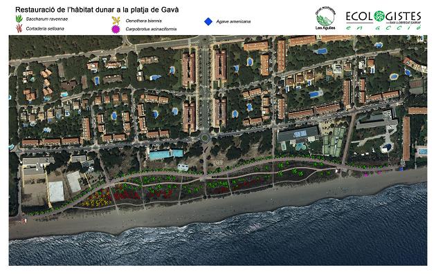 Mapa de la ubicacin de las especies invasoras de las dunas de Central Mar (Gav Mar) realizado por el grupo ecologista 'Les Agulles'
